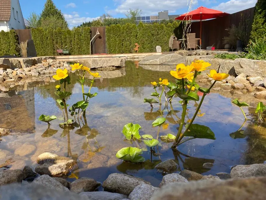 Pflanzen im Schwimmteich - Thomas Echterhoff Garten- und Landschaftsbau